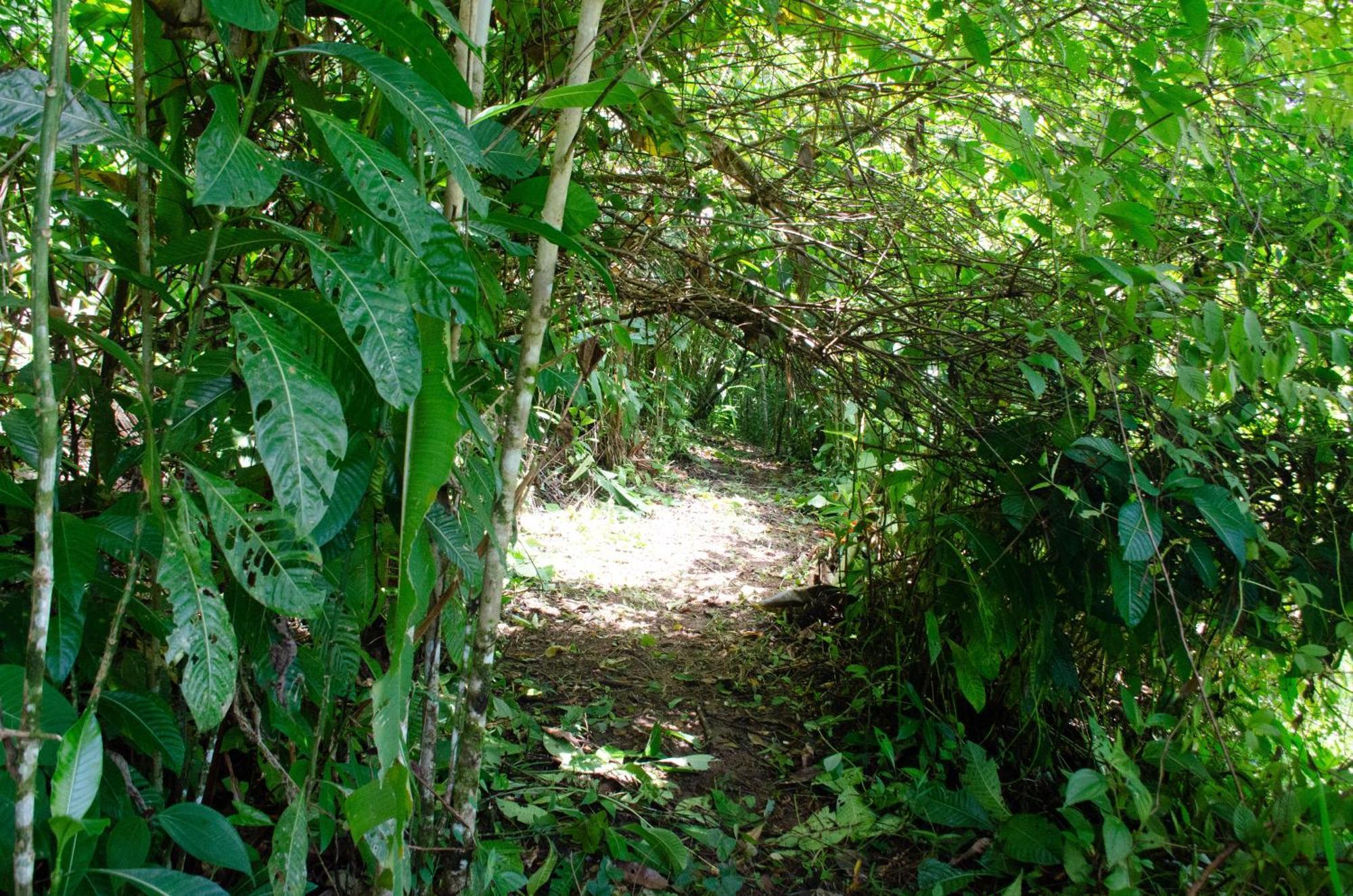 Natural Harmony Cabin Apartment Puerto Jimenez Exterior photo