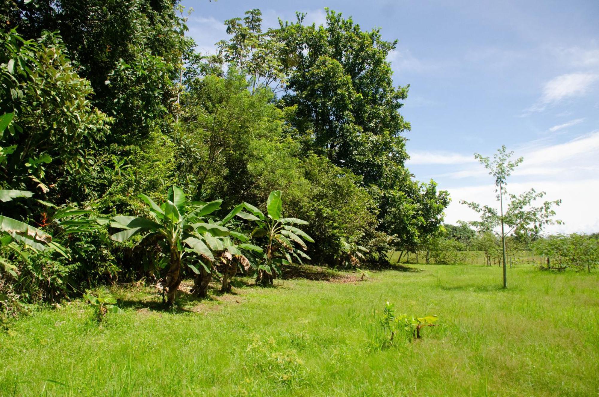 Natural Harmony Cabin Apartment Puerto Jimenez Exterior photo