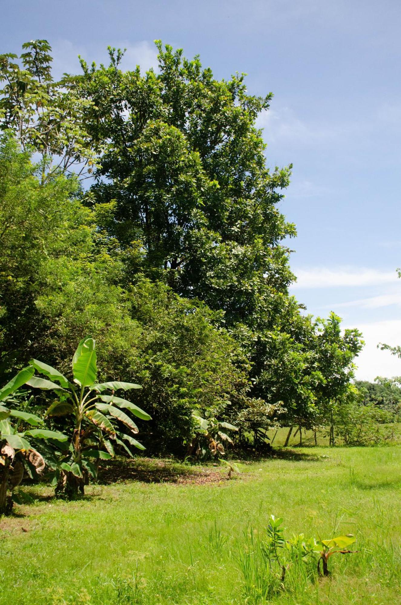 Natural Harmony Cabin Apartment Puerto Jimenez Exterior photo