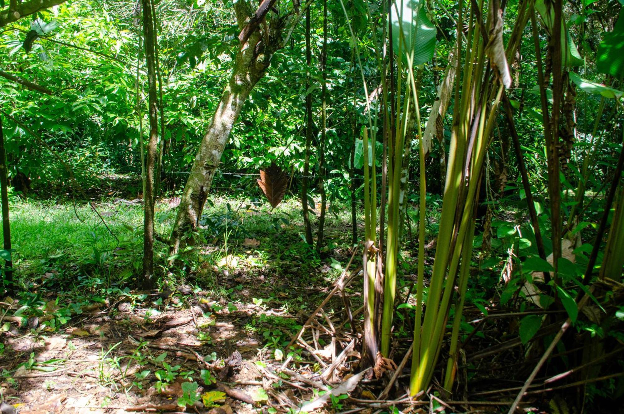 Natural Harmony Cabin Apartment Puerto Jimenez Exterior photo