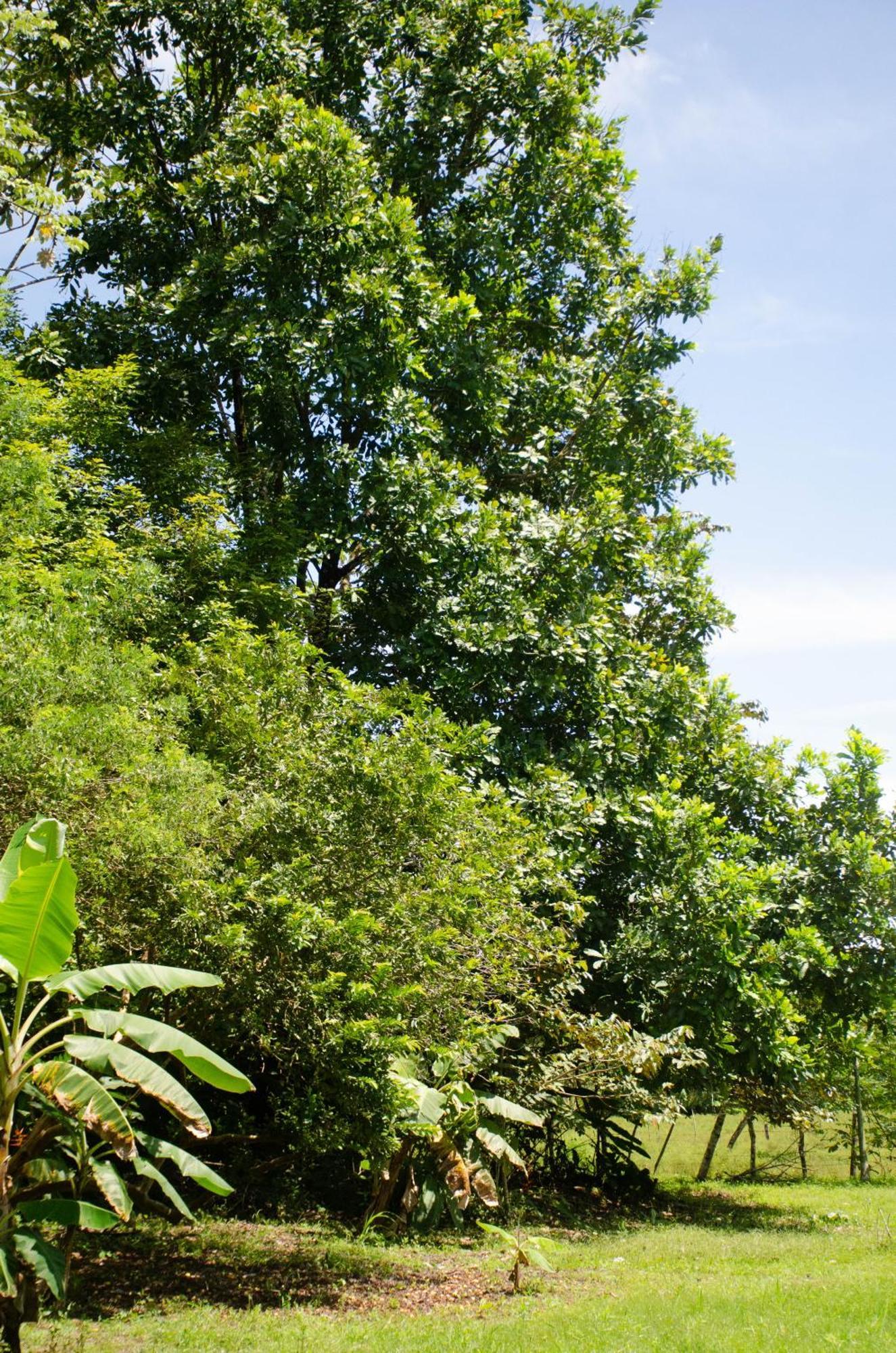 Natural Harmony Cabin Apartment Puerto Jimenez Exterior photo