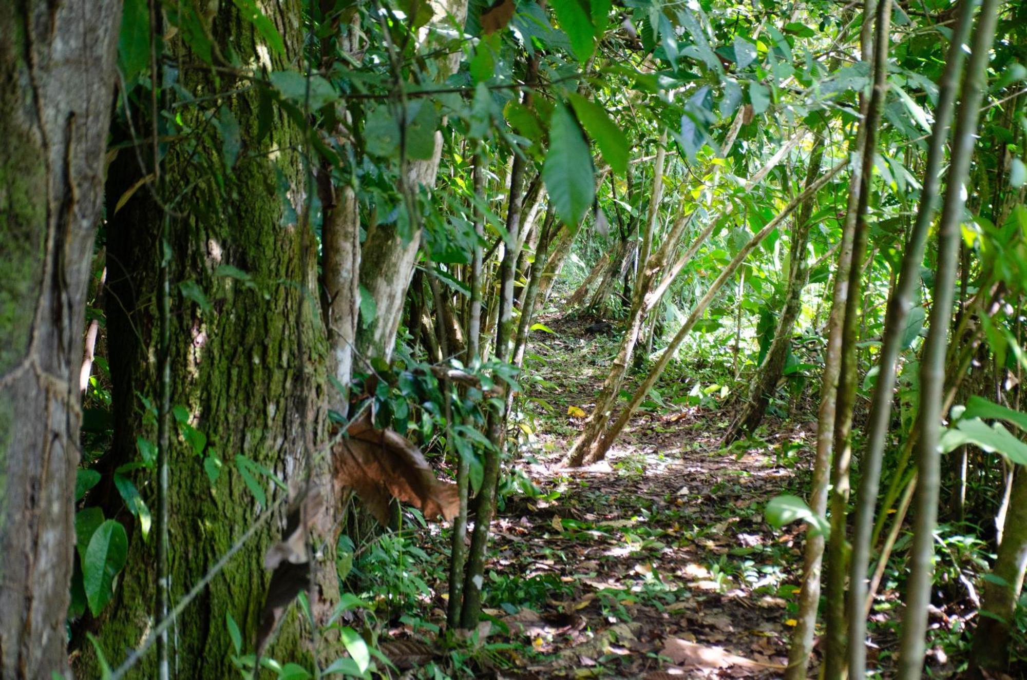 Natural Harmony Cabin Apartment Puerto Jimenez Exterior photo